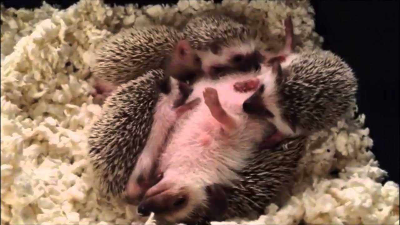 Cute baby hedgehogs nursing! YouTube