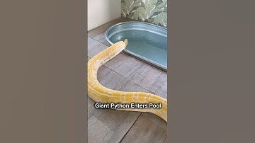 Giant Python Enters Pool 😱🐍#shorts #python