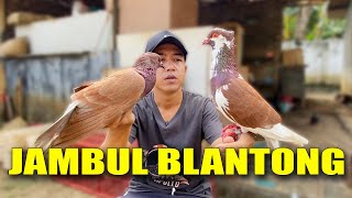 CAKEP BANGET!! MERPATI JAMBUL BALNTONG BARU