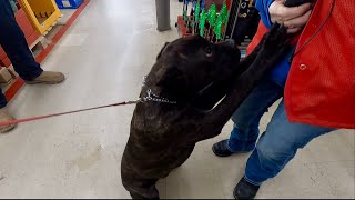Cane Corso Puppy Looking For Love While Shopping | Carla Jean Corso by The Dog Messiah 1,560 views 4 months ago 13 minutes, 10 seconds