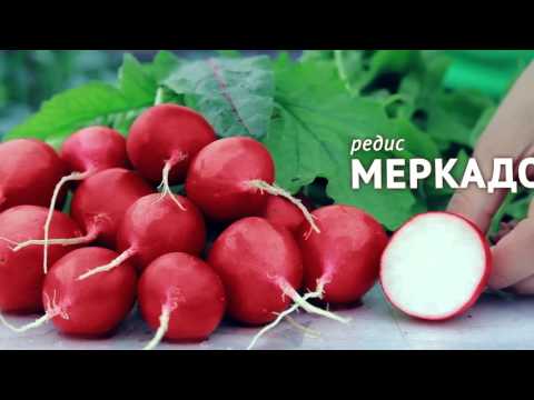 Редис "Меркадо". Семена агрофирмы "ПОИСК".