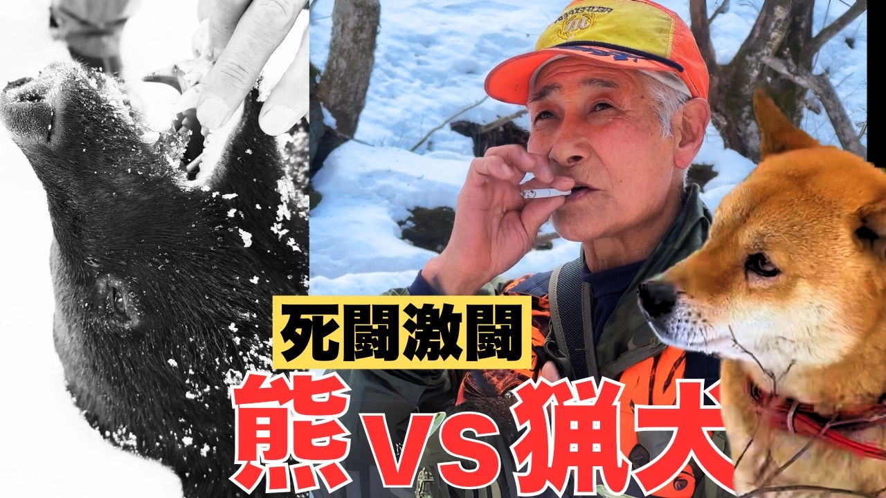 76-year-old, hunting dog and bear] Fierce battle! Hunting dog vs 