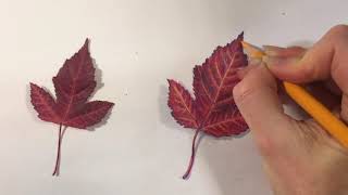 Leaf Rendering: Part 2