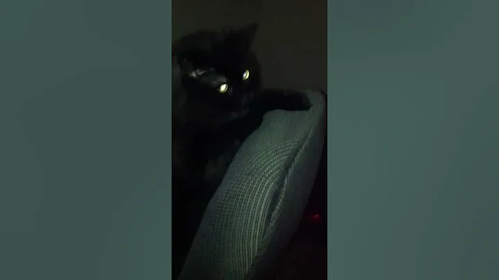 This cat has way to much affection!