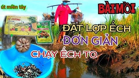 Bài Mồi Đặt Lợp Ếch Đơn Giản Chạy Ếch To@Út Miền Tây