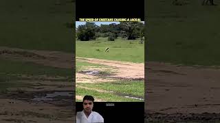 Black Panther vs Cheetah - Speed Battle!#trending#animals#wildlife#cheetah#youtubeshorts