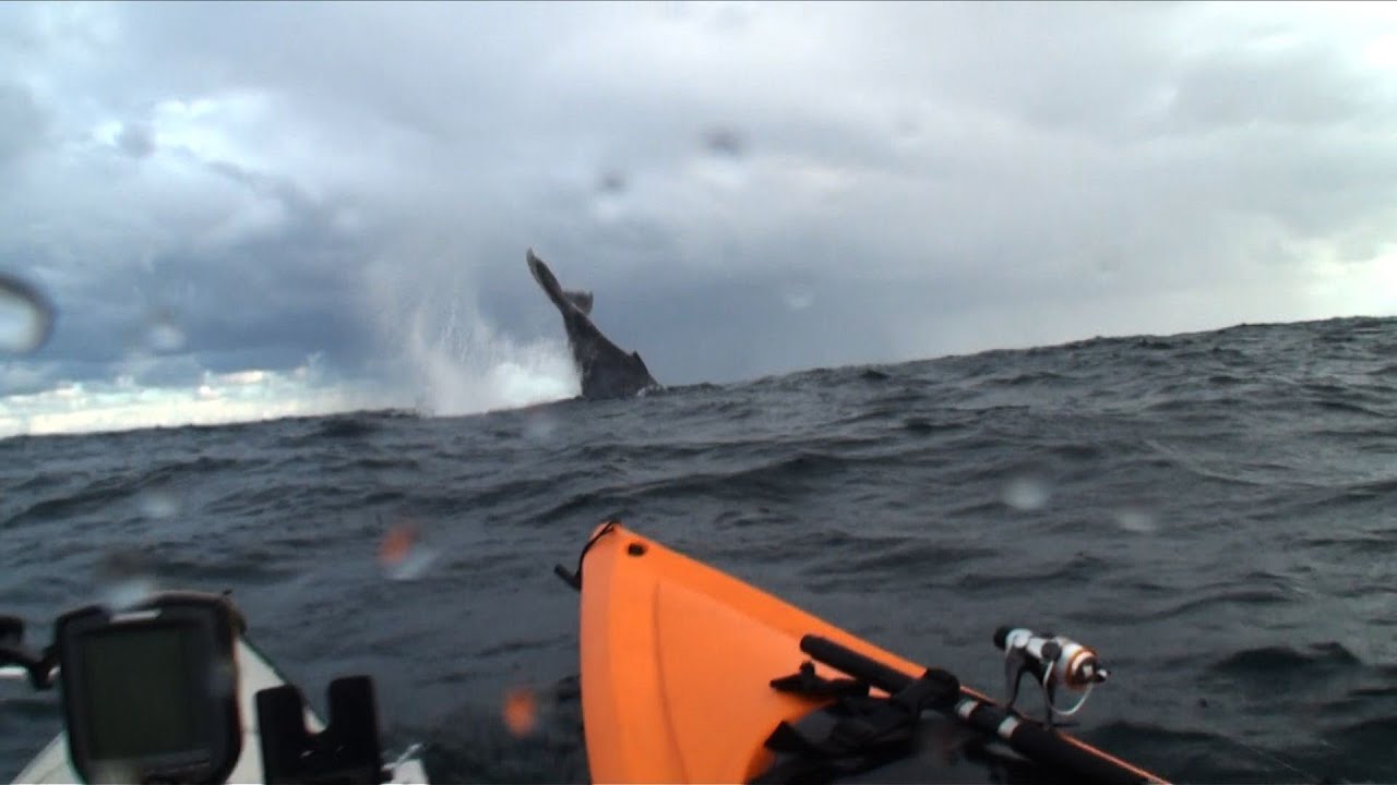 Whale nearly hits kayak YouTube