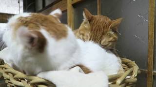 かご猫 x モミモミ茶トラ　Massage cat 2017#2　170723