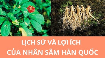Lịch Sử Và Lợi Ích Của Nhân Sâm Hàn Quốc - Thi Đặng - ANaNa Nhân Sâm Korea