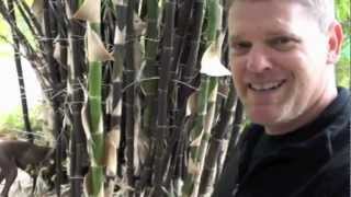 BAMBOO GROWING TIPS