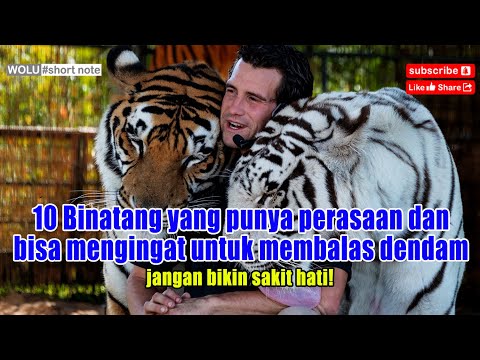 Video: 6 Mitos Tingkah Laku Anjing Biasa Dapat Busted