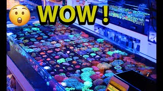 The NICEST collection of LPS Corals by Fragbox Corals 4,748 views 6 days ago 12 minutes, 30 seconds