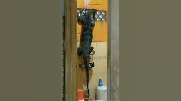 Thumbnail of Tokek raksasa