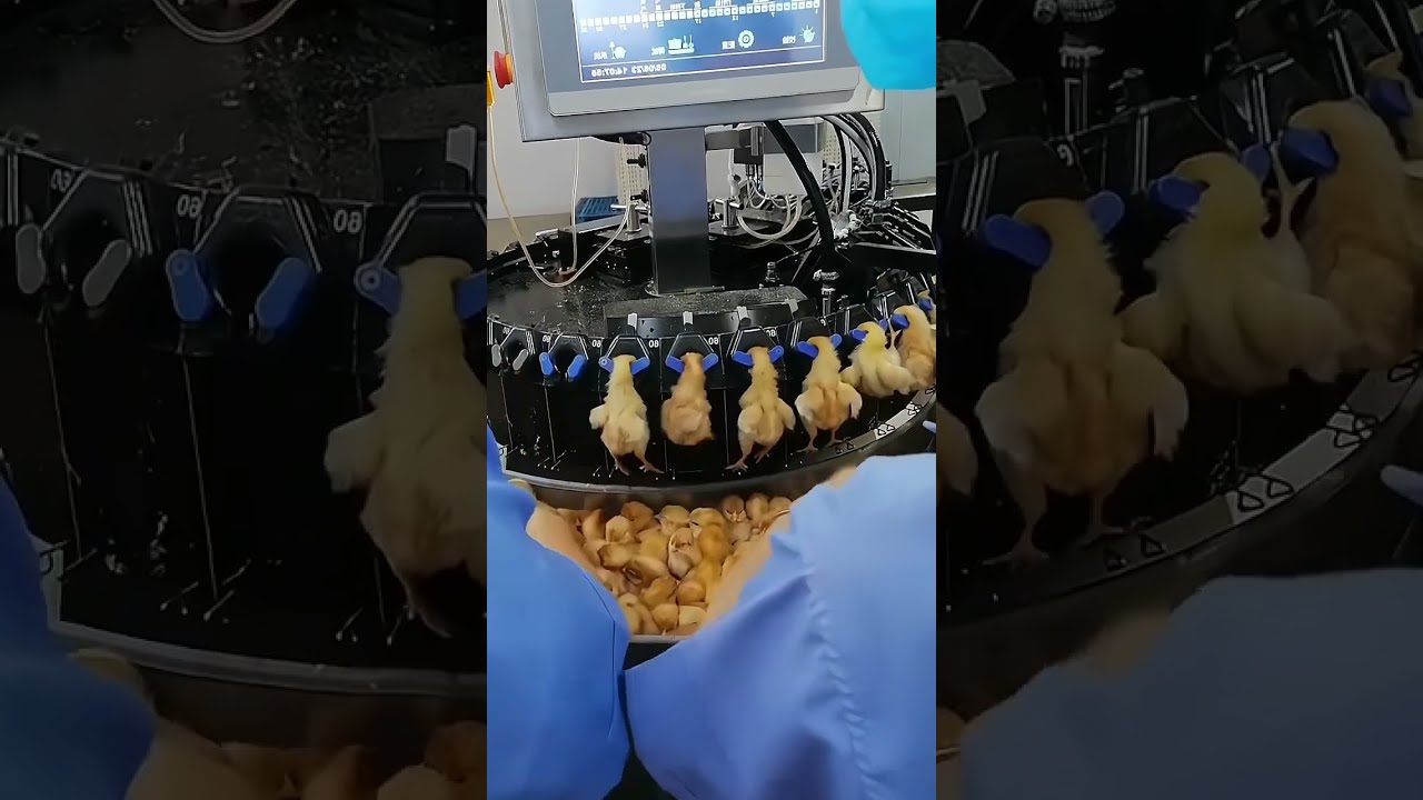 Inject Vaccines Into Chicks Greatfarm Poultryfarm