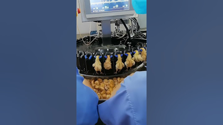 Inject vaccines into chicks  #greatfarm #poultryfarm