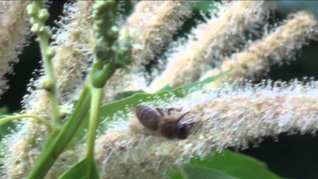 Каштан - YouTube