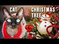 HOW TO DECORATE A CHRISTMAS TREE WITH A CAT?