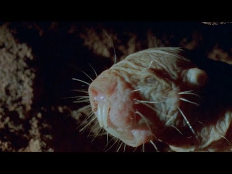 True Facts About The Naked Mole Rat