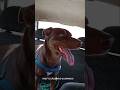 #HALF É PURA MAGIA QUE VEM DO ASTRAL 🐕‍🦺❤️🥰#half #caminhoparaumavidamelhor #pets #cãozinho