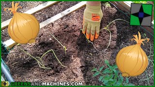 Transplanting Onions From a Nursery Flat