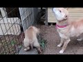ひいひいおばあちゃんの教育的指導を受ける子犬