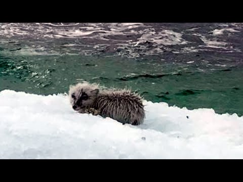 Рыбаки думали что это морской котик, пока не разглядели его поближе...