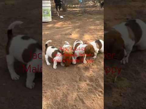 Jack Russell Terrier Puppy Hyderabad Telangana Vijayawada Andhra Pradesh Chennai Tamil Nadu India
