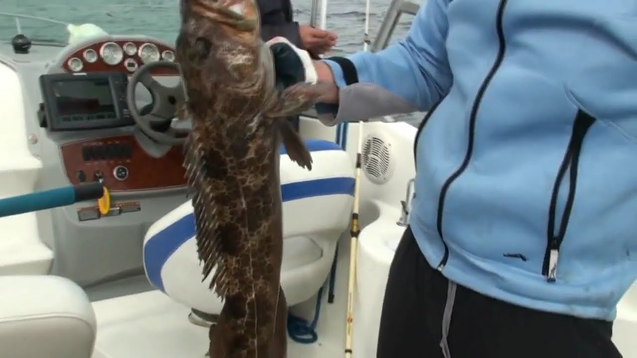 How To Cook Sculpin Fish? _ Gordon Ramsay’s Guide To Fish – CQWRO