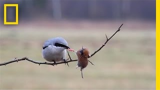 Are These Nature's Angriest Birds? | National Geographic