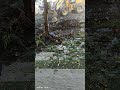 Excavator JCB 3CX Mengangkat sampah