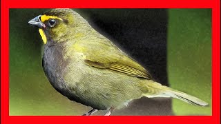 Yellow-faced Grassquit Song, Sound, Call, Chirp - Tiaris Olivaceus