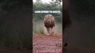 Animals Speed test 🔥🔥#viral #viralvideo #video #shorts #shortsvideo #shortsfeed #animals #speed .