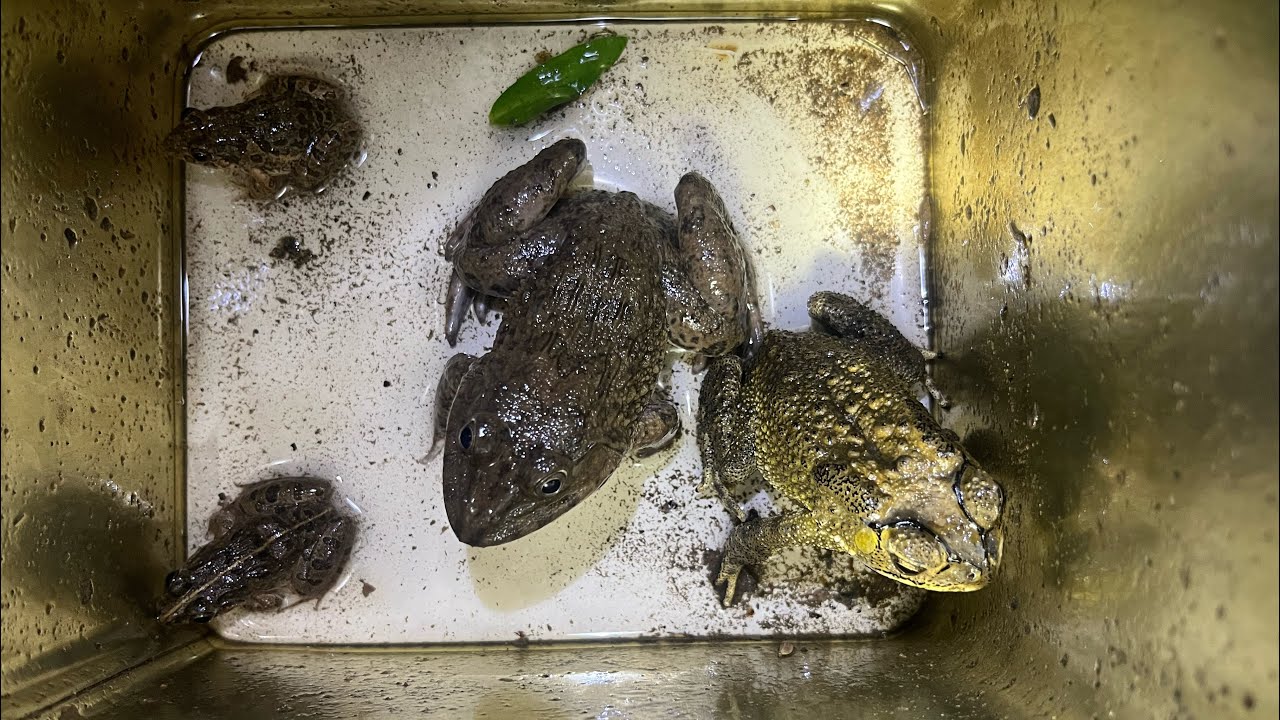 I searched for beautiful frogs at night in rural