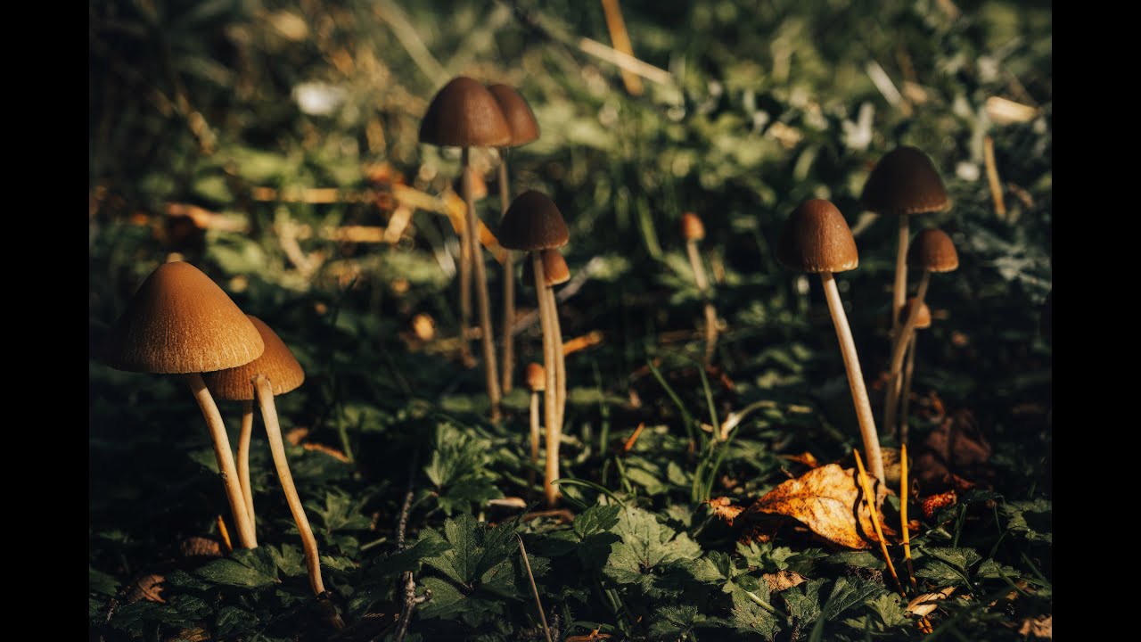 Muggleswick & Derwent Gorge Photo Scout.