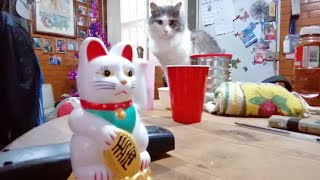 El Gato Chino De La Suerte Y Su Historia