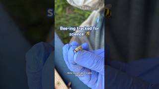 Why are bees wearing QR code trackers? 🐝 #pennstate #research #bees