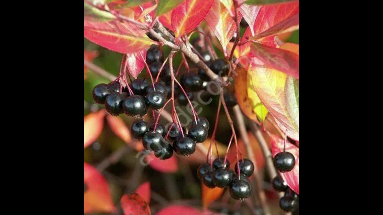 Арония черноплодная «хугин». Арония хугин. Арония кустарниковая. Черноплодная рябина хугин. Арония черноплодная «хугин».