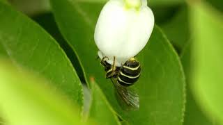 Small Carpenter Bee Visits Enkianthus Flowers