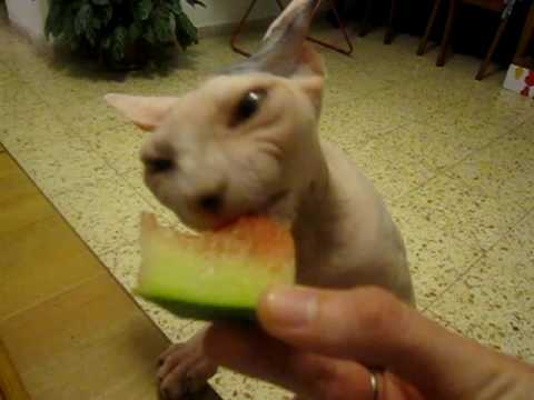 skin-eating-a-watermelon