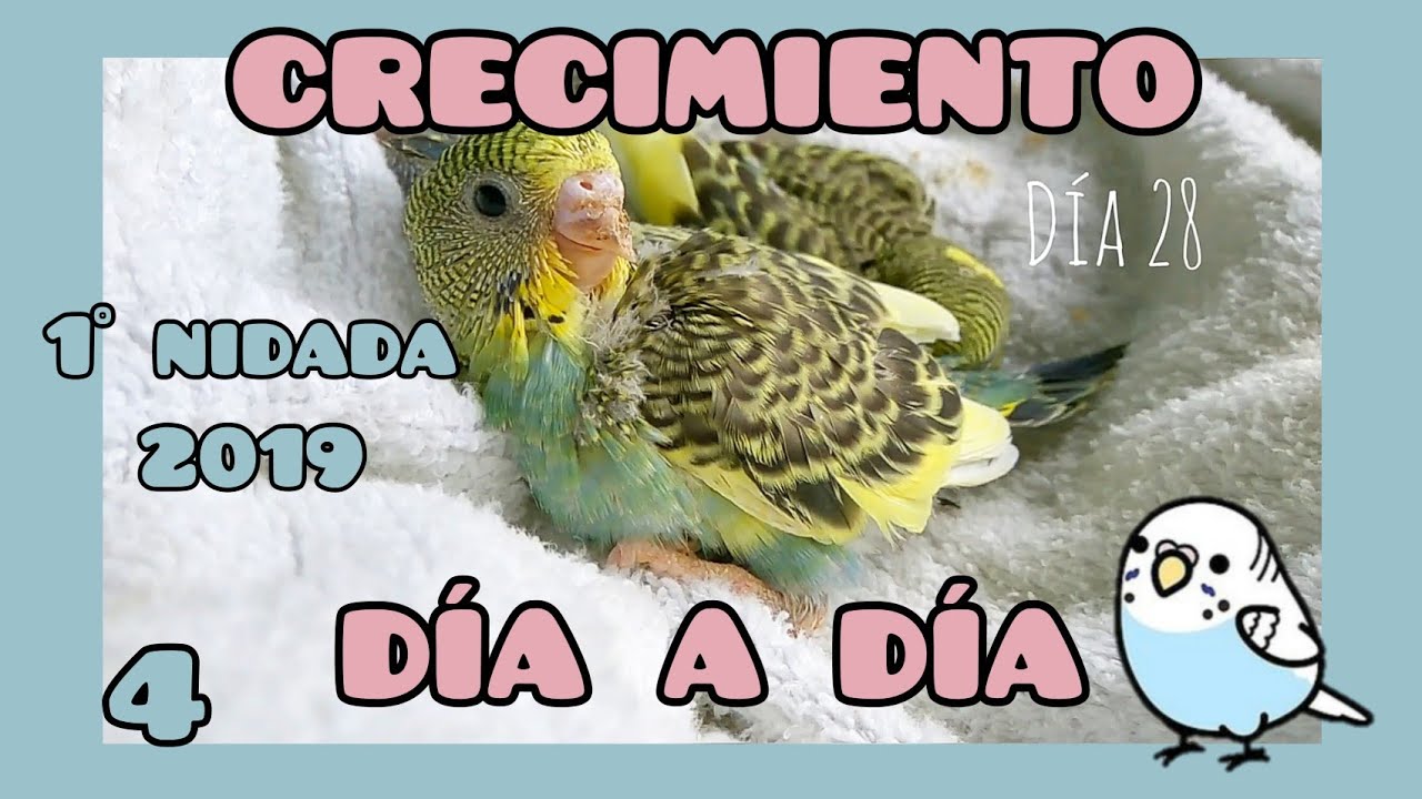 Crecimiento de crías día a día | Periquitos Australianos - YouTube