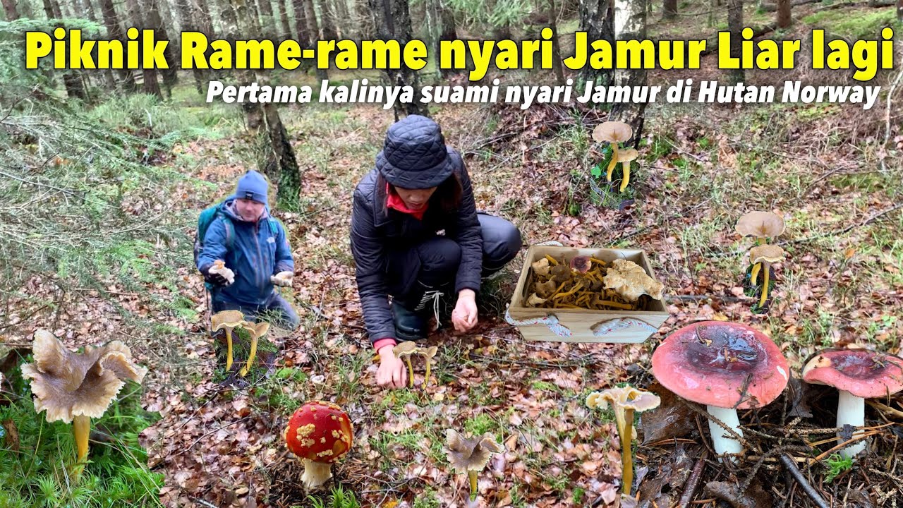 NYARI JAMUR LIAR RAME-RAME BAWA RAMBUTAN DI HUTAN PINUS