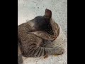 Si Belang Begitu Asyik Bersihkan Bulunya #cat #Shorts