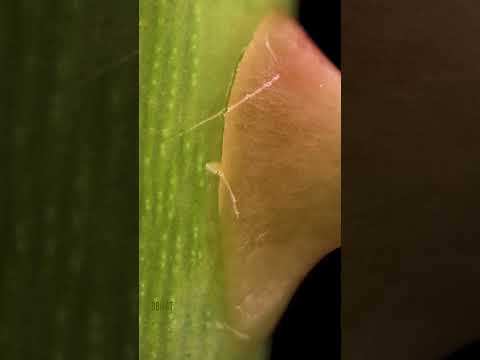 Removing a Rose Thorn
