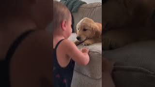 Puppy Smooches: Baby's Tender Kisses for Golden Pal!
