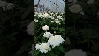 Beautiful White Rose Flowers.