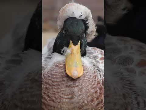 Video: ¿Es malo caminar con patas de pato?