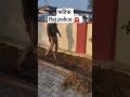 Raj Police 👮 🚨
