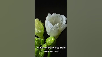 Thumbnail of how to grow your freesias correctly #flowers #garden #youtubeshorts #plants #freesia #viralvideo