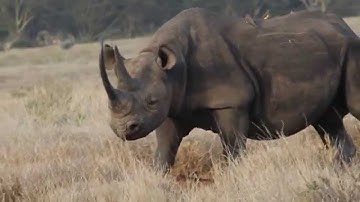 Iridium Partner Case Study - ZSL