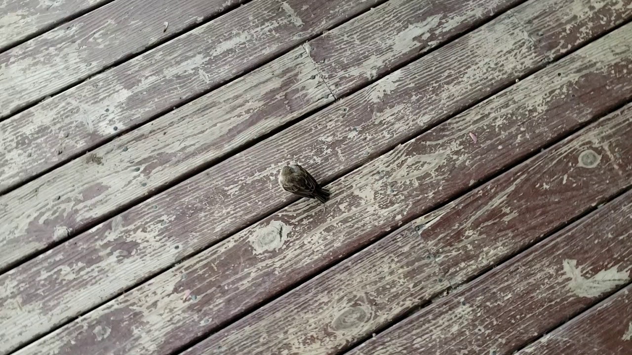 nature kpop hello birdie